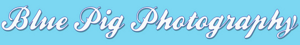 Blue Pig Photography