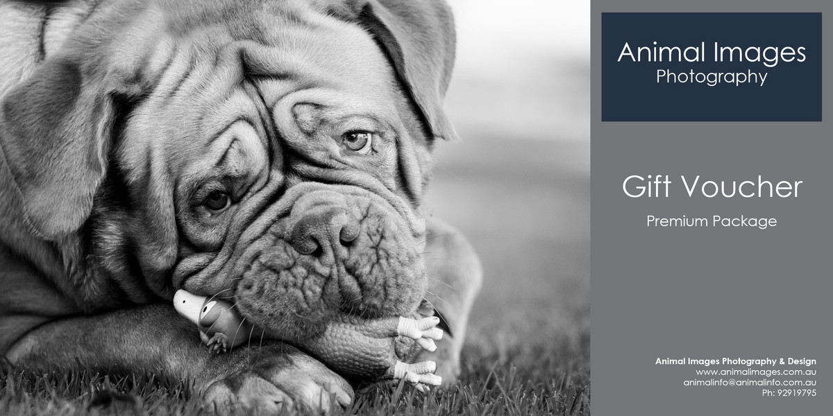 Animal Images Photography