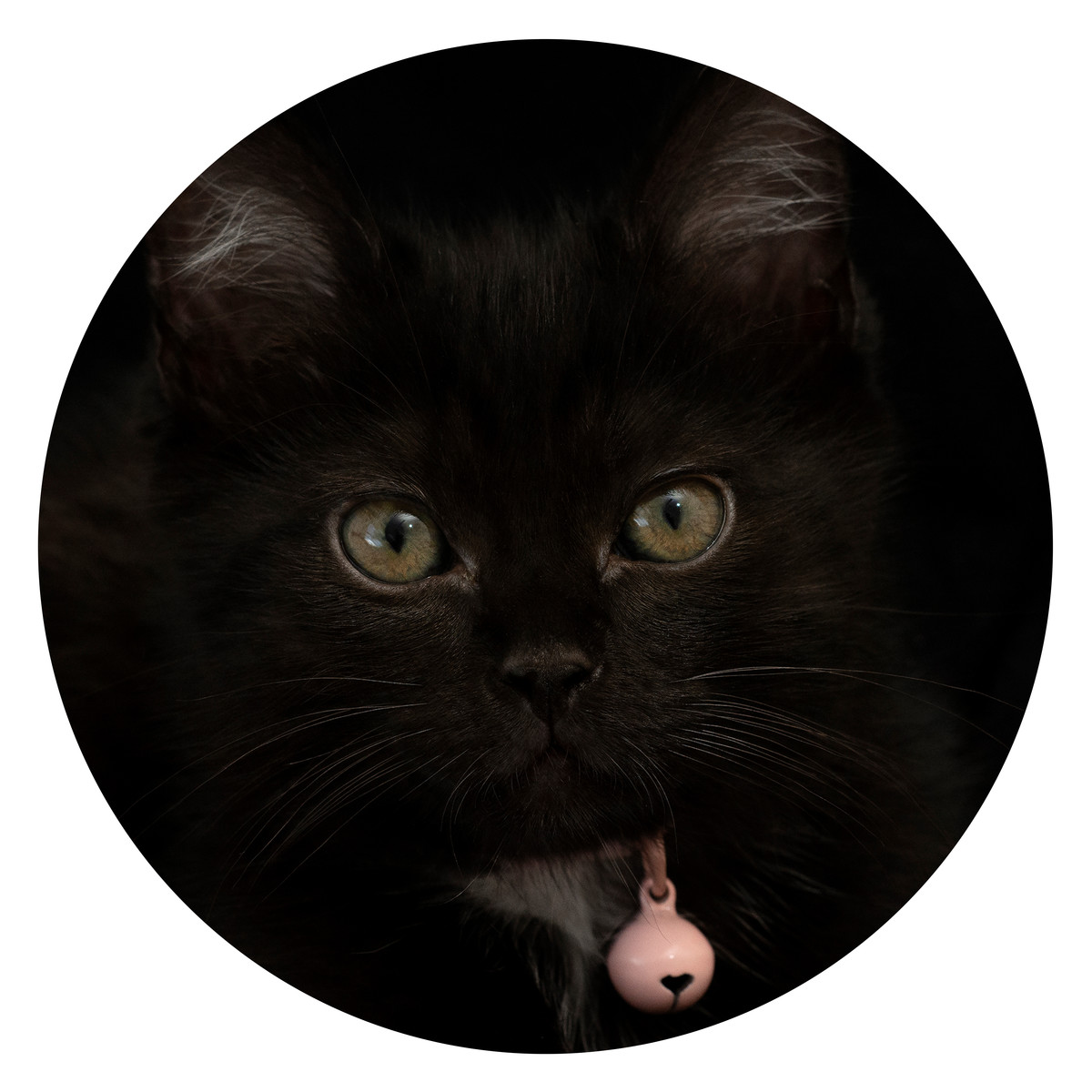 Hannah Elizabeth Pet photographer 
