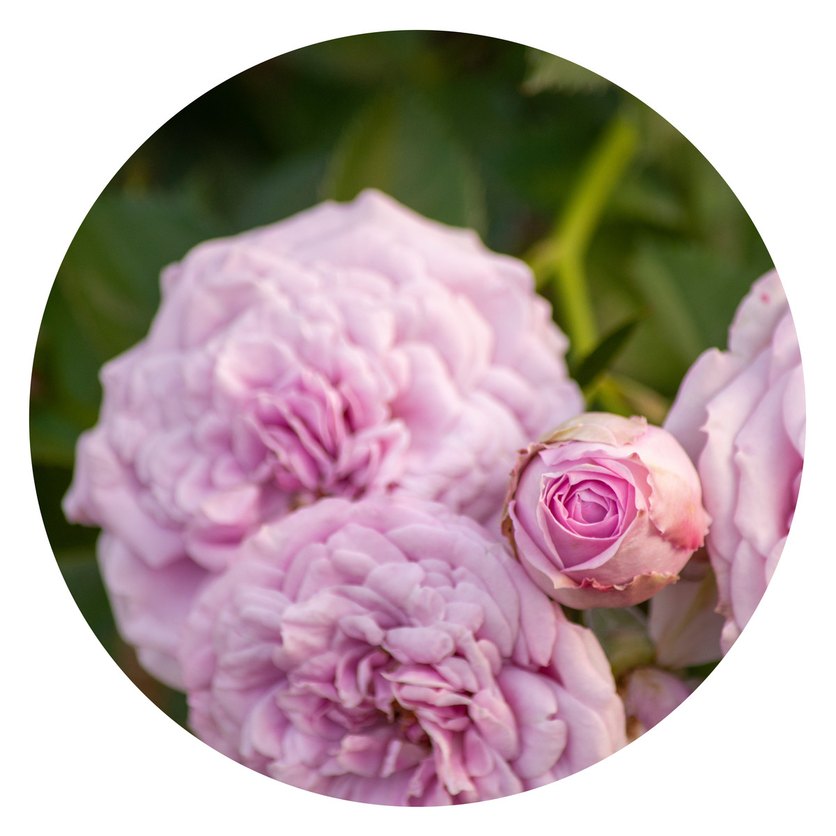Hannah Elizabeth wedding photographer 