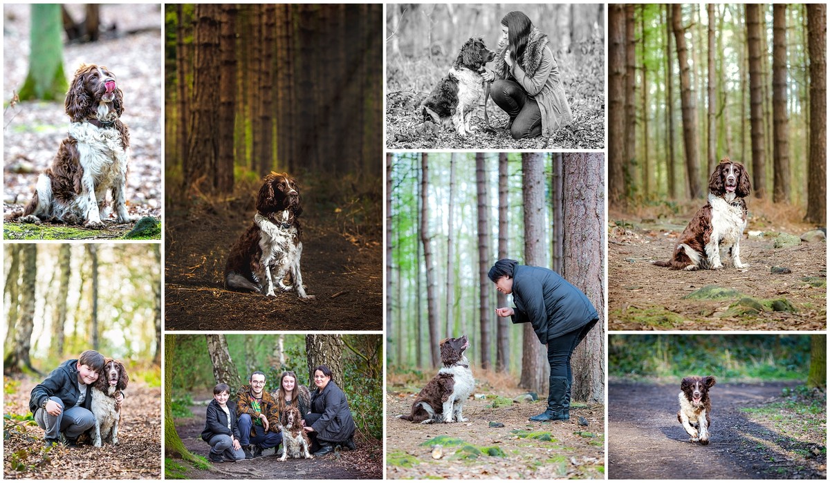 Pet photographer in Wakefield and West Yorkshire
