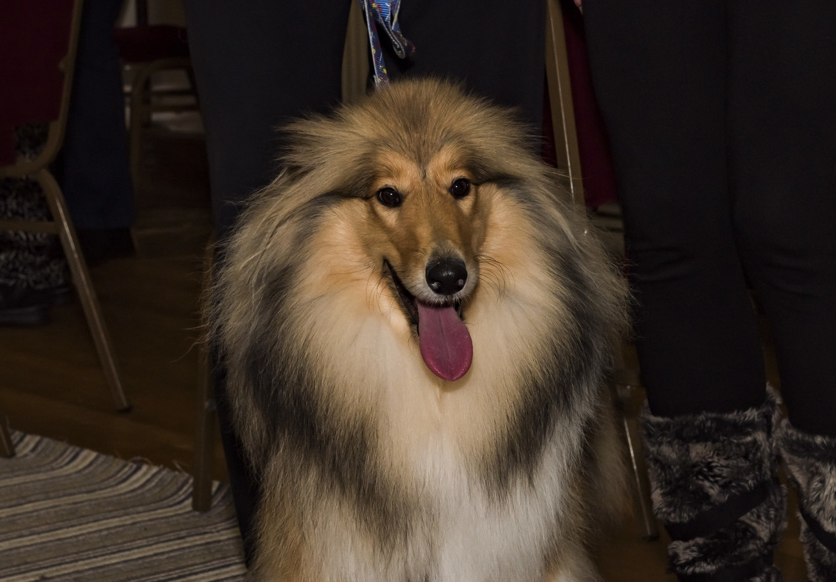 Rough Collie Dog Show Stanpit Hall