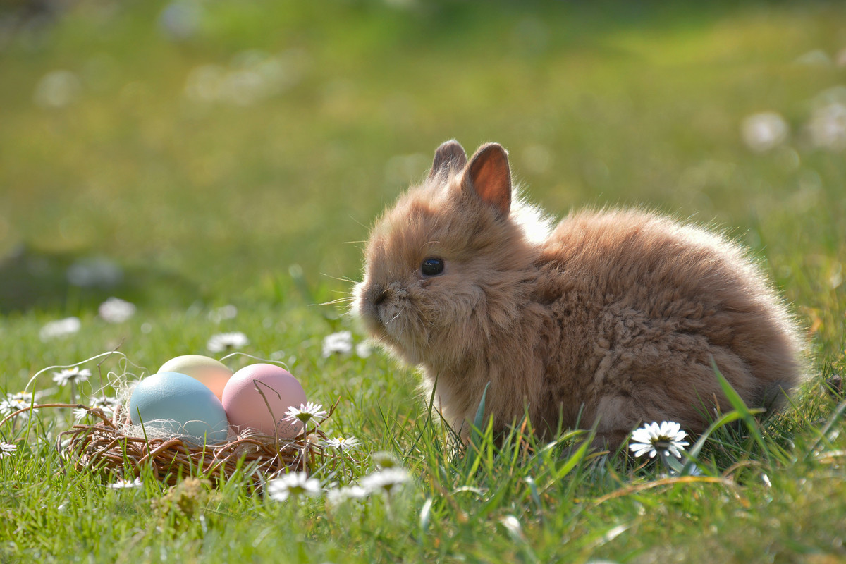 baby Easter bunny with eggs in a nest