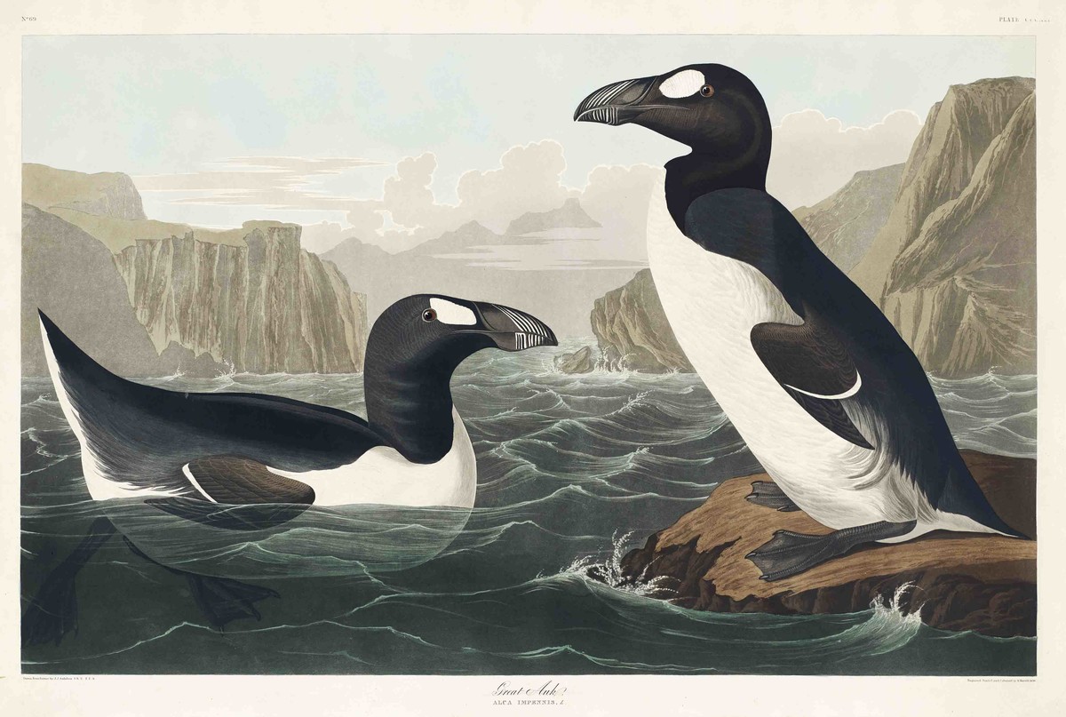 Pair of Great Auks from a 19th century illustration 