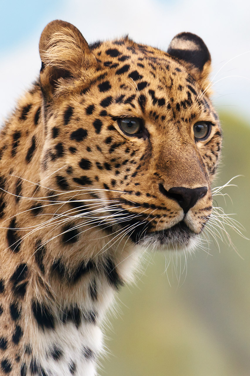 Leopard headshot