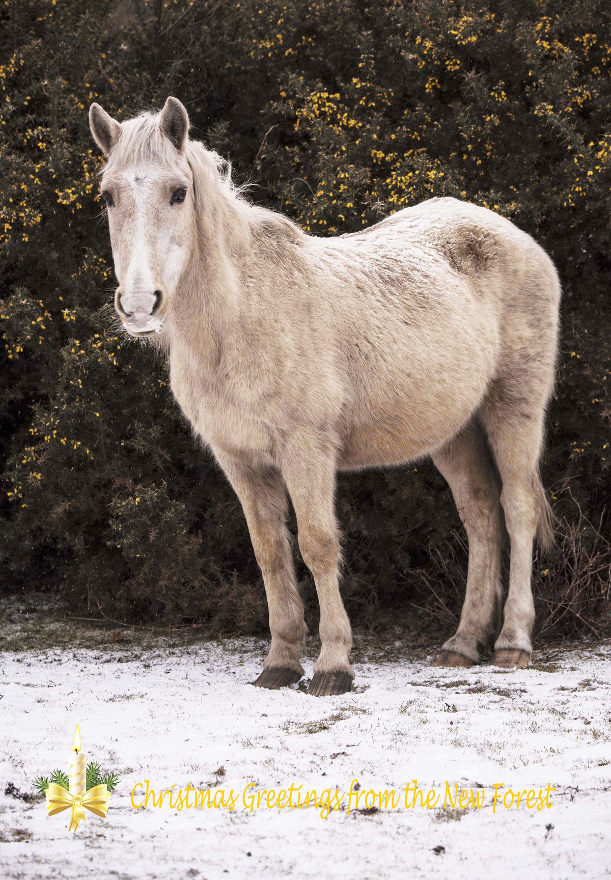 Card design, new forest pony in snow