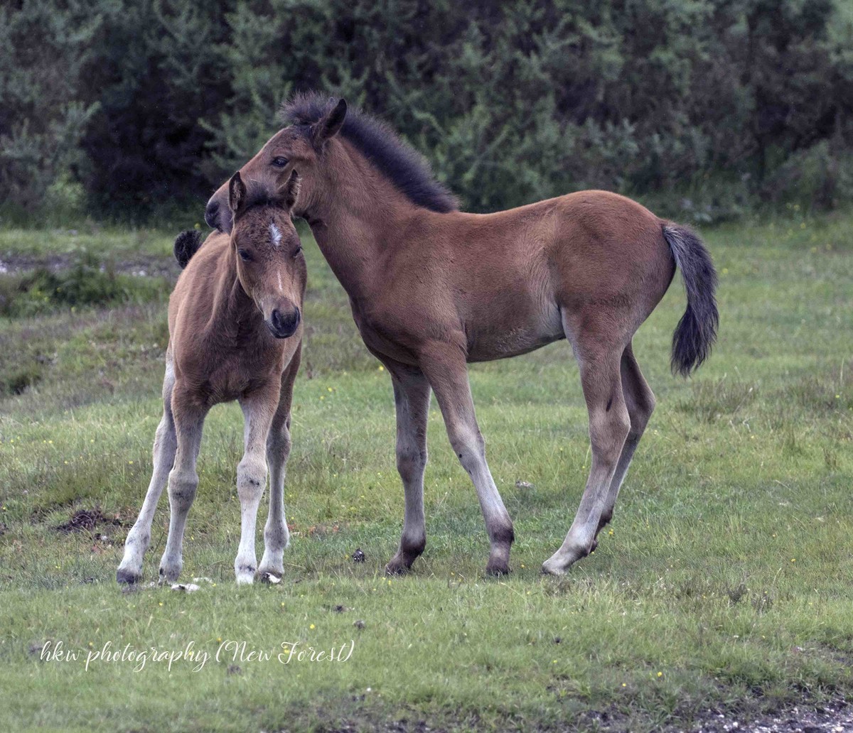 Two New Forest foals on the New Forest