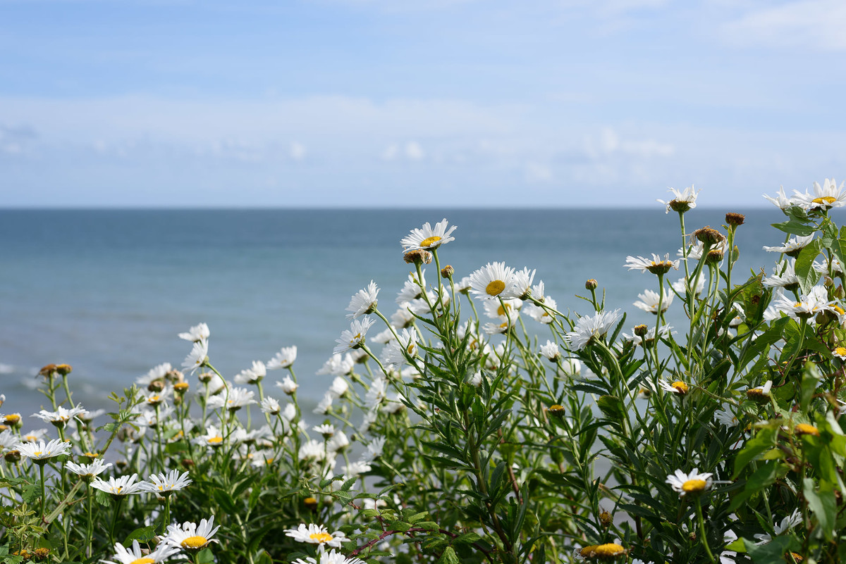 Downderry-Coastal-Flowers