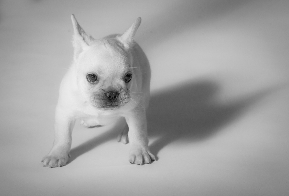 Mak Designs Photography