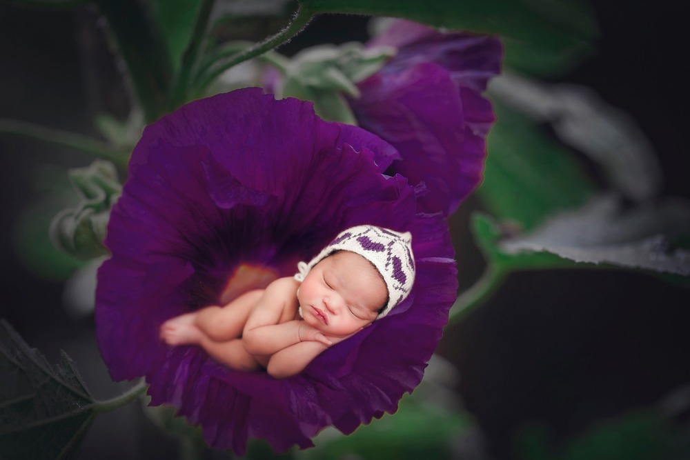 baby in a flower