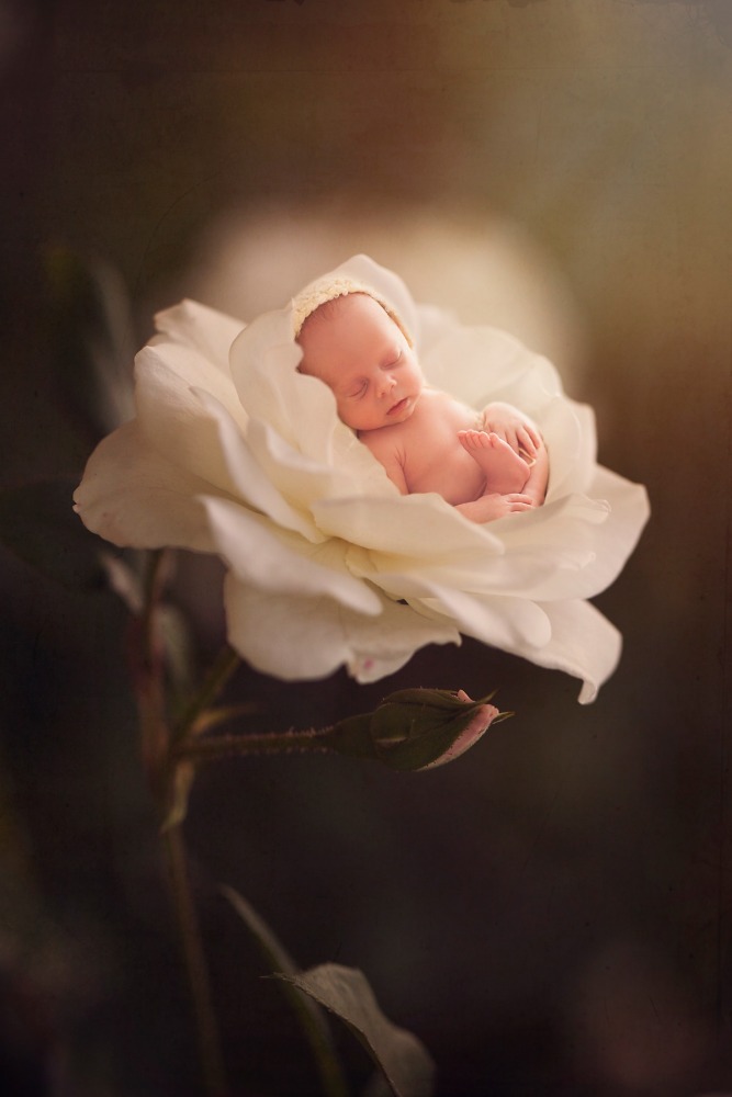 baby in a flower