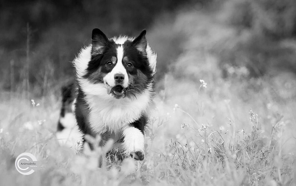 Animal Images Photography Design Portfolio